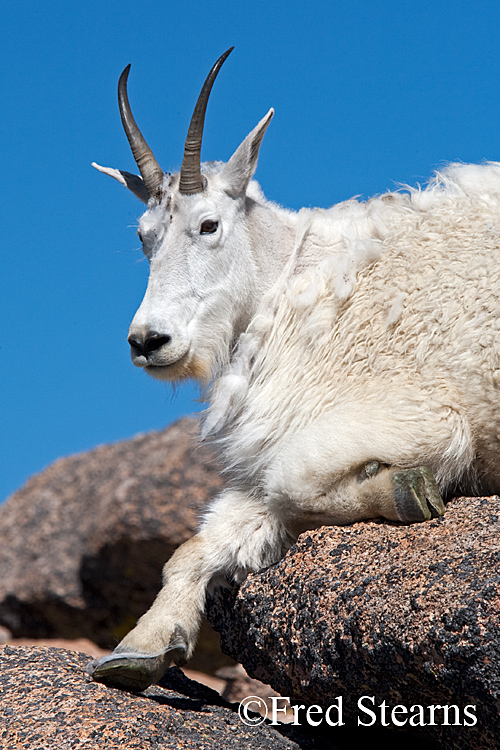 Mount Evans Mountain Goat