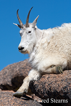 Arapaho NF Mount Evans Mountain Goat