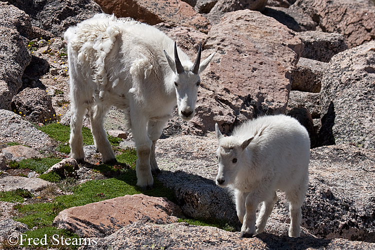 Mount Evans Mountain Goat