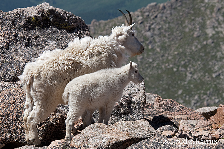 Mount Evans Mountain Goat