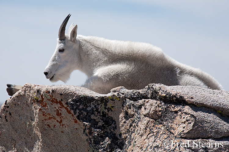 Mount Evans Mountain Goat