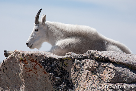 Arapaho NF Mount Evans Mountain Goat