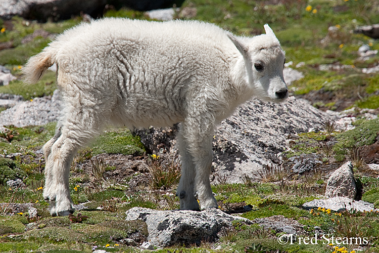 Mount Evans Mountain Goat