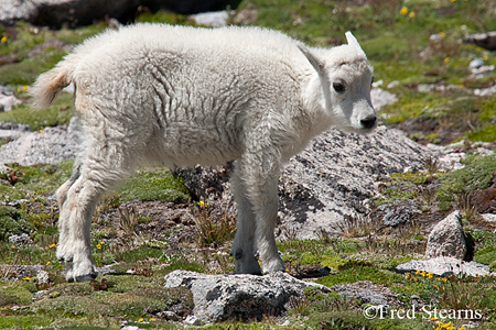 Arapaho NF Mount Evans Mountain Goat