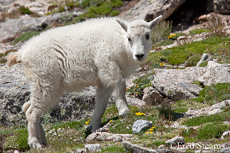 Mount Evans Mountain Goat