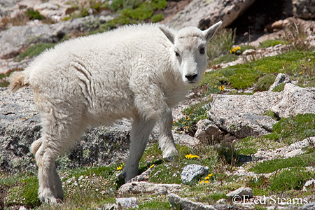 Arapaho NF Mount Evans Mountain Goat