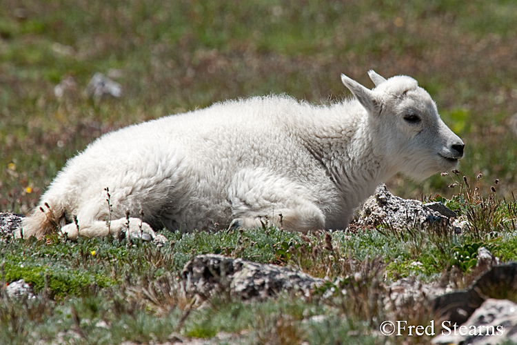 Mount Evans Mountain Goat