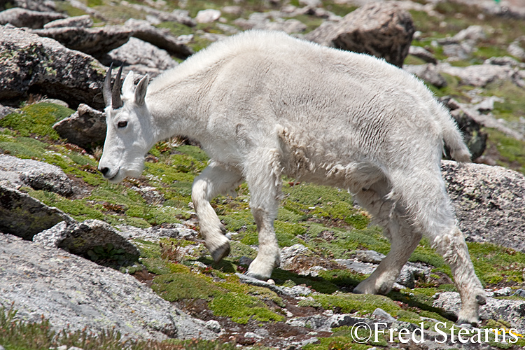 Mount Evans Mountain Goat