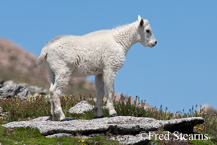 Mount Evans Mountain Goat