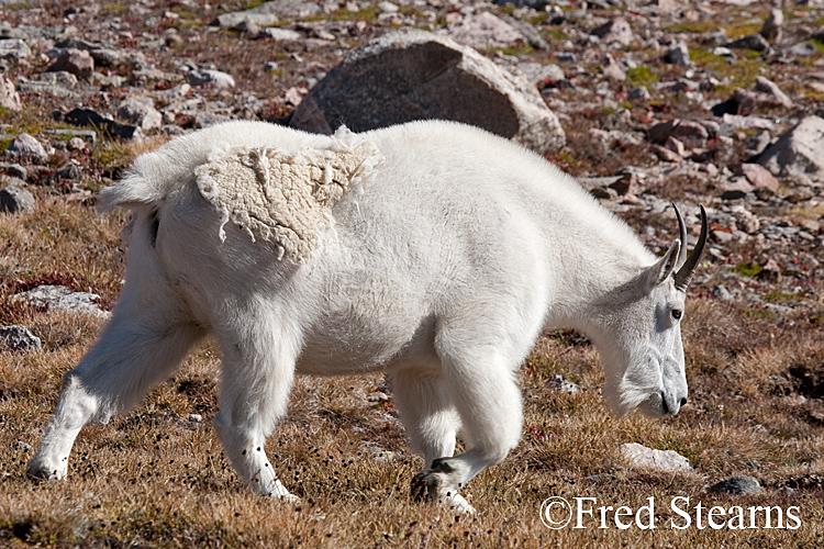 Mount Evans Mountain Goat