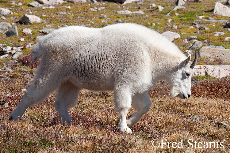 Mount Evans Mountain Goat