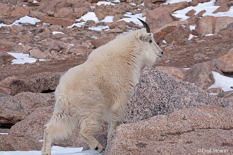 Mount Evans Mountain Goat