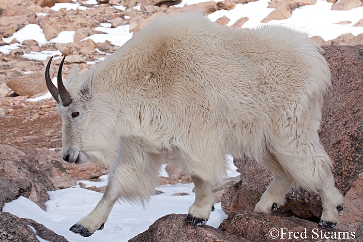 Mount Evans Mountain Goat