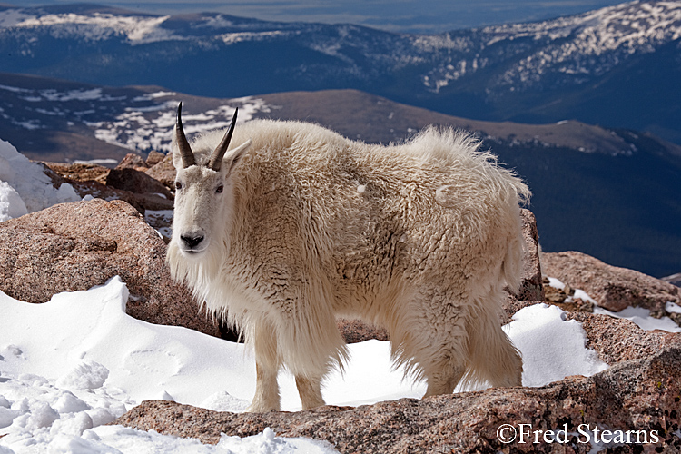 Mount Evans Mountain Goat