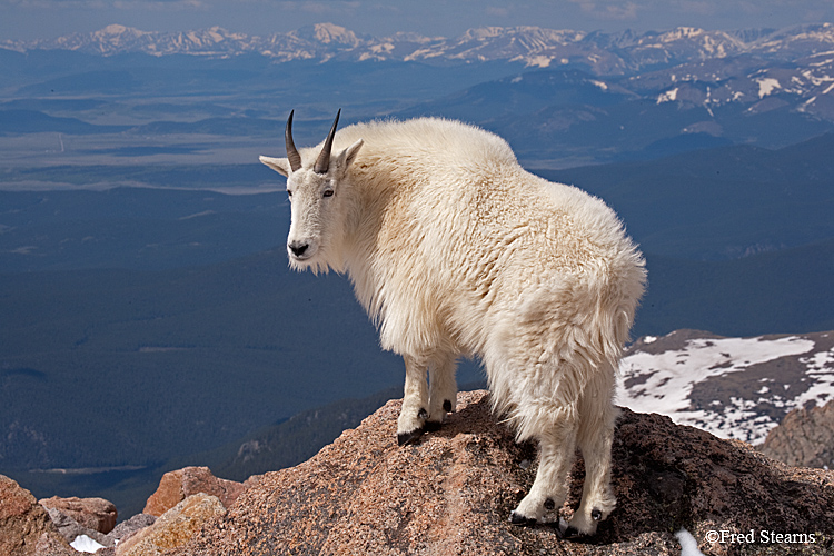 Mount Evans Mountain Goat