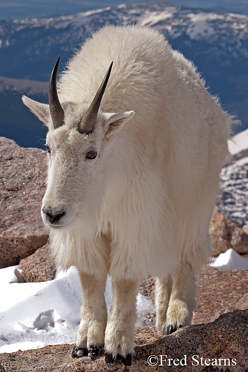 Mount Evans Mountain Goat