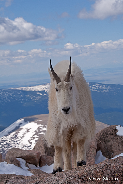 Mount Evans Mountain Goat