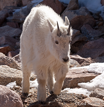 Arapaho NF Mount Evans Mountain Goat