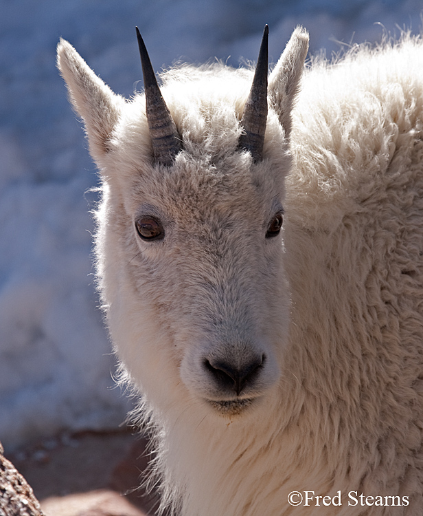 Mount Evans Mountain Goat