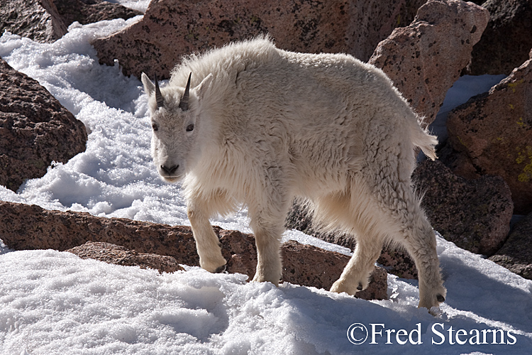 Mount Evans Mountain Goat