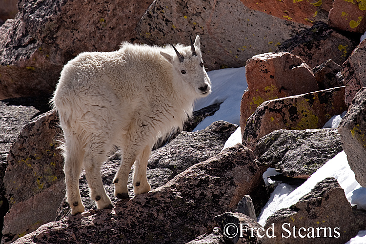 Mount Evans Mountain Goat