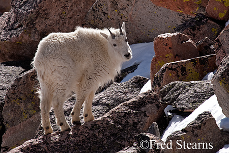 Arapaho NF Mount Evans Mountain Goat