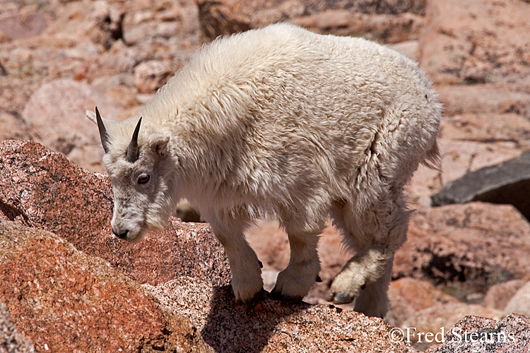 Mount Evans Mountain Goat