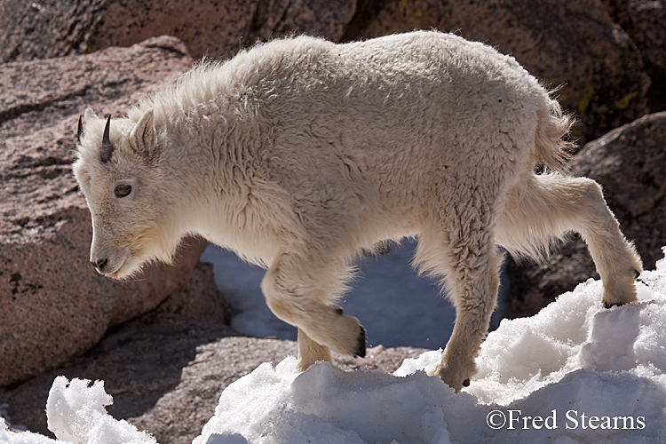 Mount Evans Mountain Goat