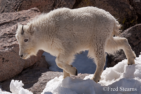 Arapaho NF Mount Evans Mountain Goat