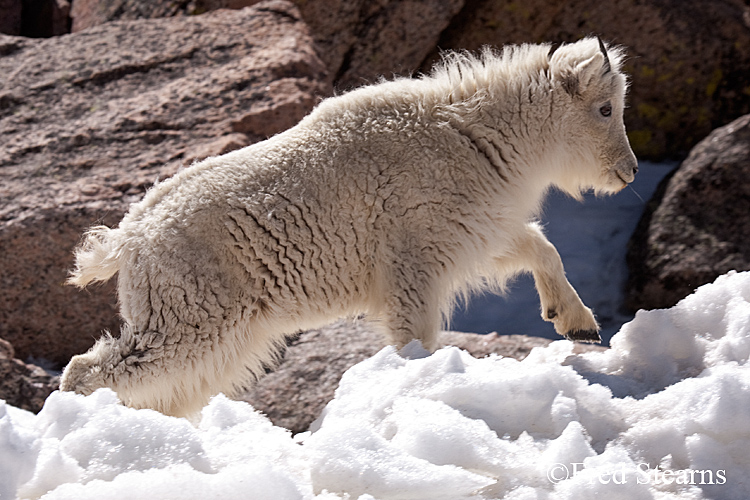 Mount Evans Mountain Goat