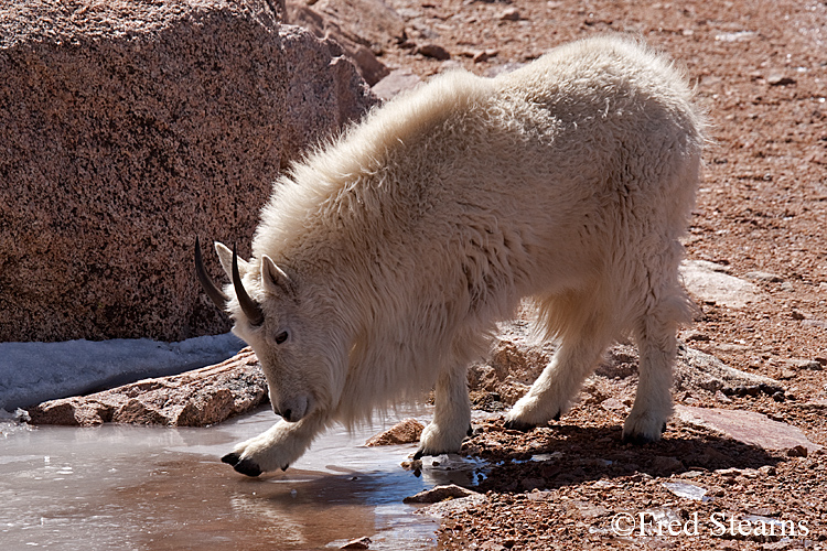 Mount Evans Mountain Goat