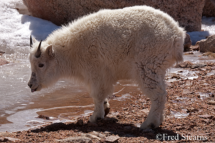 Mount Evans Mountain Goat