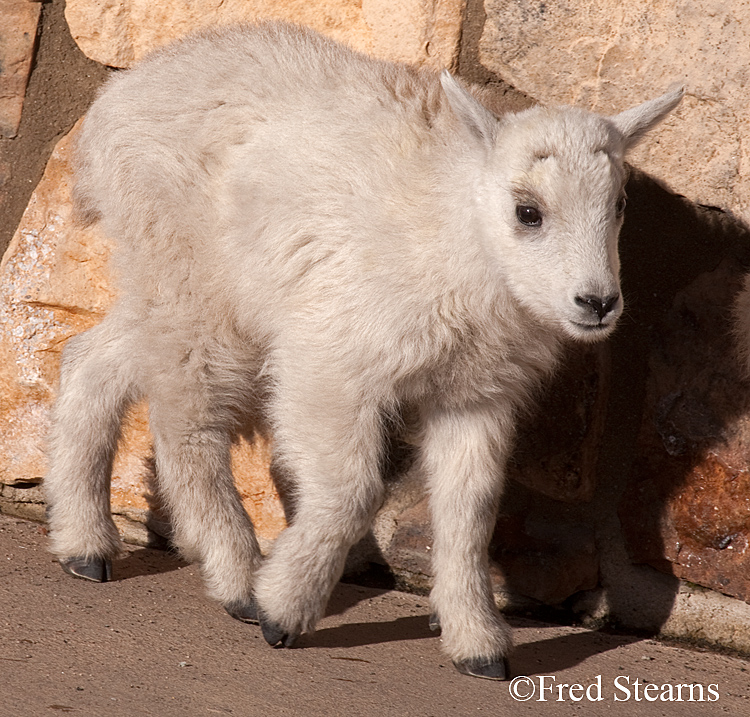 Mount Evans Mountain Goat