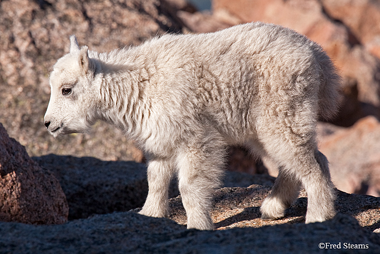 Mount Evans Mountain Goat