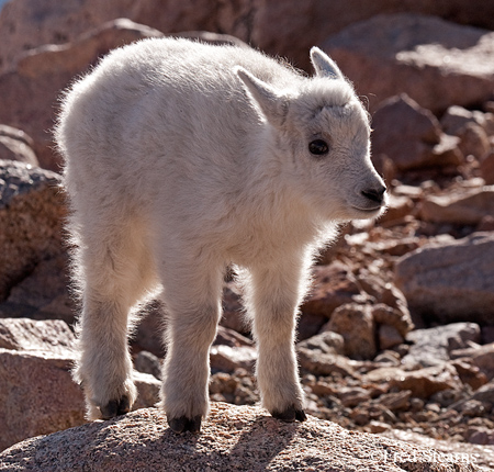 Arapaho NF Mount Evans Mountain Goat