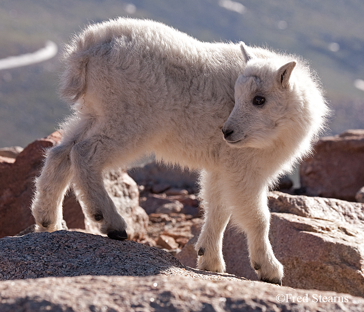 Mount Evans Mountain Goat