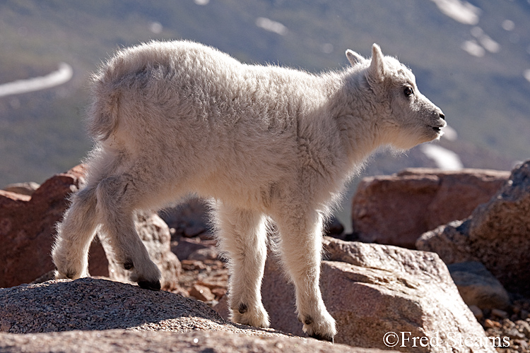 Mount Evans Mountain Goat