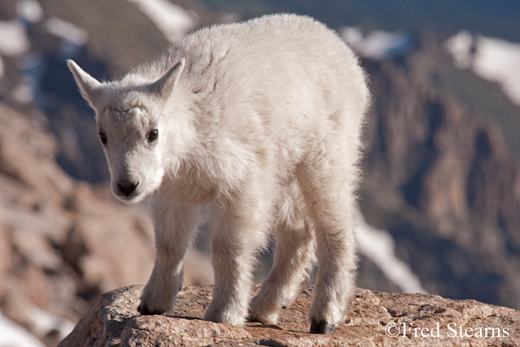 Mount Evans Mountain Goat