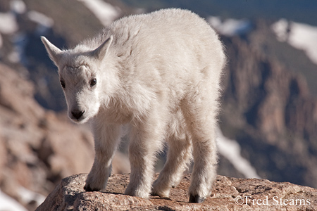 Arapaho NF Mount Evans Mountain Goat