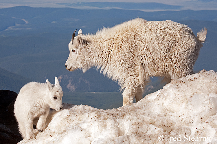 Mount Evans Mountain Goat