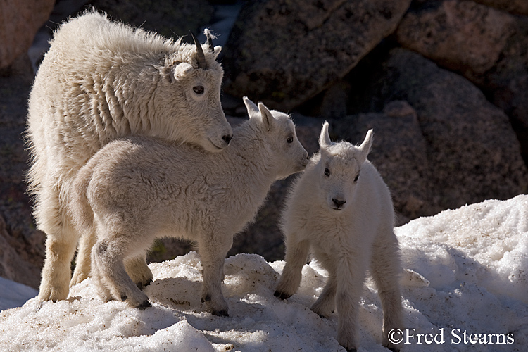 Mount Evans Mountain Goat