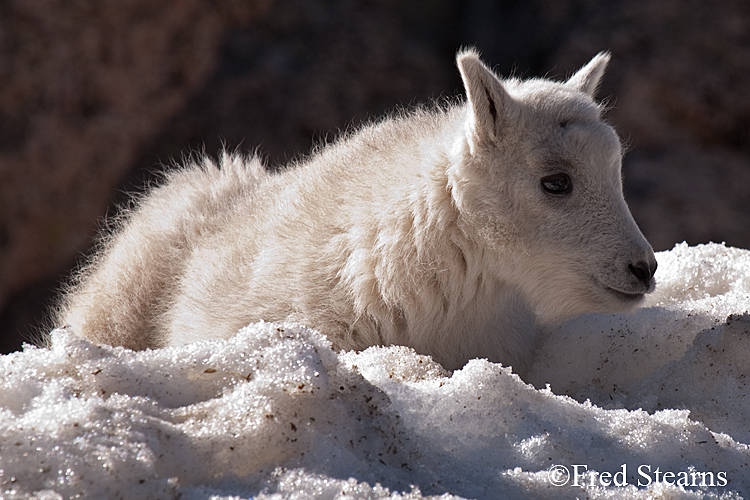 Mount Evans Mountain Goat