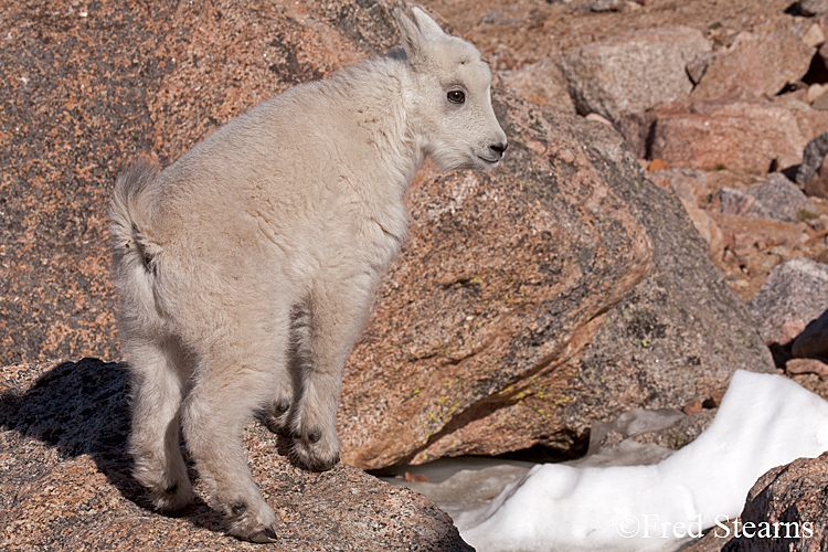 Mount Evans Mountain Goat