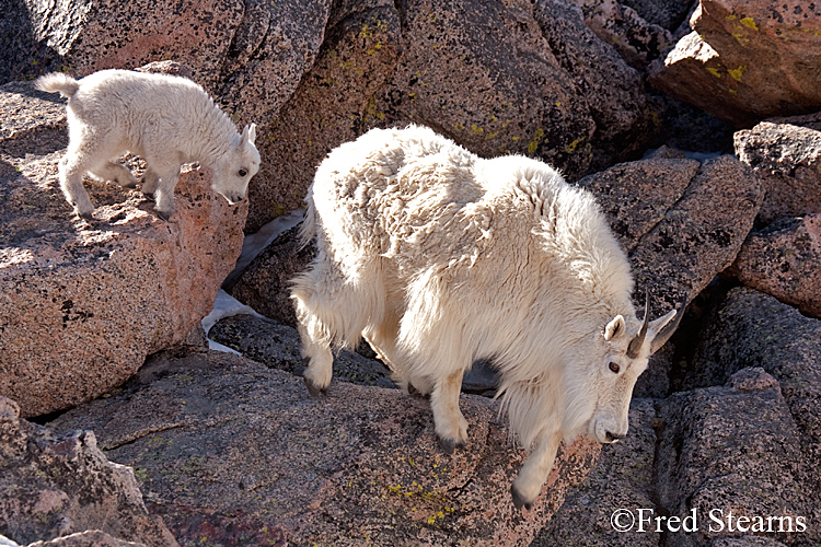 Mount Evans Mountain Goat