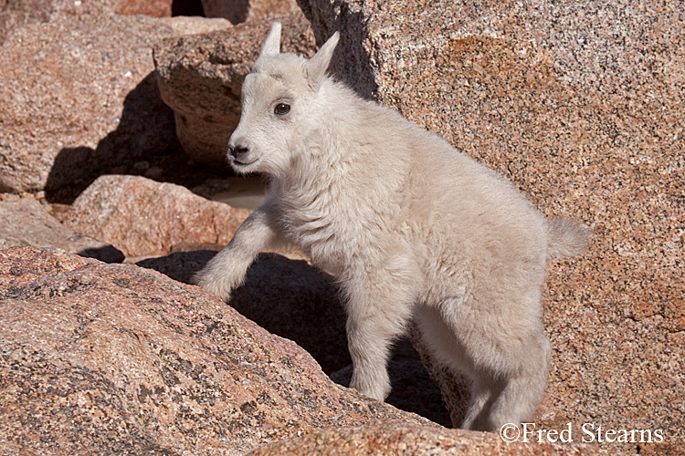 Mount Evans Mountain Goat