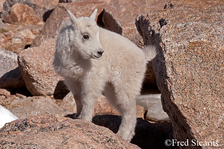 Mount Evans Mountain Goat