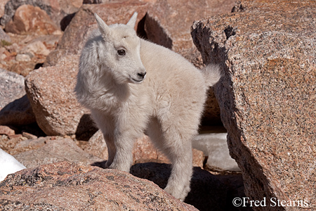 Arapaho NF Mount Evans Mountain Goat