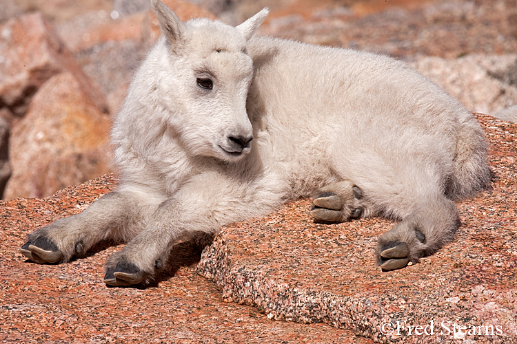 Mount Evans Mountain Goat