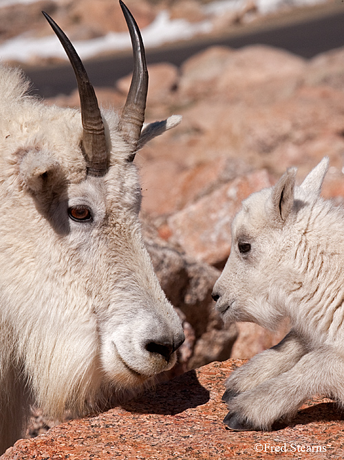 Mount Evans Mountain Goat