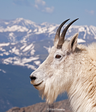 Arapaho NF Mount Evans Mountain Goat